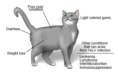 Feline Leukemia Virus Cornell University College Of Veterinary Medicine
